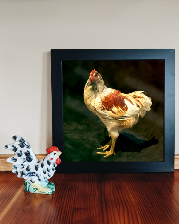 Young Rooster Vignette